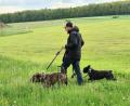 Bild: Josef Wieder
Vorbildlich: Die Hunde sind angeleint. Und die gefüllten Tütchen an der Leine zeigen, dass auch die Hinterlassenschaften der Tiere nicht in der Wiese liegen blieben.