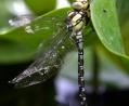 Bild: Frank Mächler/dpa
Die Blaugrüne Mosaikjungfer ist häufig an stehenden und langsam fließenden Gewässern zu sehen, auch an Gartenteichen.