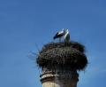 Bild: gz
Die beiden Jungvögel im Nest haben nicht überlebt, so dass die beiden Altvögel in zwei Monaten alleine in Richtung Süden fliegen werden.