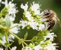 Symbolbild: Hösamer
Die Weidener Bienen haben seit Längerem mit der Amerikanischen Faulbrut, einer Seuche, zu kämpfen.