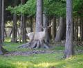 Bild: gis
Während sein Nachwuchs noch lieber bei der Mutter bleibt, zeigt sich Hirschvater Hubertus immer wieder mal den Wildpark-Besuchern.
