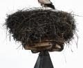 Bild: Freya Stoeckl
Der Storch in Nabburg hat Nachwuchs bekommen.