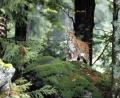 Bild: LBV/Dieter Hopf
Nicht nur Vögel geraten ins Visier der Wilderer. Auch andere Beutegreifer, wie der Luchs, werden immer wieder illegal geschossen.