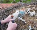 Bild: Arnold Kimmerl/exb
Mit der Schere durchtrennte Arnold Kimmerl die Schlinge am Hälschen. Dann wurde der Jungstorch mit dem Ast zu den Geschwistern geschoben.