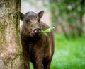 Bild: Thomas Hahn/Tiergarten der Stadt Nürnberg/exb
Der neue Hirscheber Palu im Tiergarten Nürnberg.