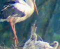 Bild: Elke Reinhart/exb
Drei junge Störche sind im Schwarzhofener Nest auszumachen.