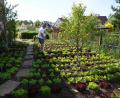 Bild: kaz
Auf über 100 Quadratmetern baut Andrea "Gino" Statile aus Kemnath in seinem Garten verschiedene Salatsorten an.