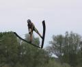 Bild: exb/Rippl
Die Wasserski-Wettbewerbe am Haidweiher verlangten den Sportlern alles ab.