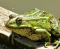 Bild: fsb
"Mein Name ist nicht Kermit, sondern ich bin ein Oberpfälzer Wasserfrosch."