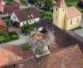 Bild: Molter/exb
Hoch auf dem Schornstein mit Blick ins Dorfzentrum. Die beiden Störche sind die neuen Stars und ein Junges ist schon geschlüpft. Hoffentlich folgt das Zweite nach.