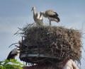 Bild: ibj
Im Beisein eines Altvogels (links neben dem Nest) erwarten die Storchenkinder Futternachschub und genießen die warmen Sommertage.