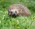 Bild: Armin Weigel/dpa
Mähroboter sind für Igel eine schwer kalkulierbare Gefahr. Naturschützer raten deshalb, zumindest nachts auf den Einsatz zu verzichten.