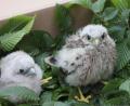 Bild: Ferdinand Baer/exb
So sehen die kleinen Turmfalken aus, wenn sie in der LBV-Vogelstation zum Aufpäppeln angeliefert werden. In diesem Fall handelt es sich aber nicht um die beiden Nabburger Exemplare.