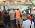 Archivbild: Dobmeier
Der Sportanglerbund Weiden feiert heuer sein 60-jähriges Jubiläum. Das große Aquarium zieht viele Besucher auf dem Kinderbürgerfest in den Bann.