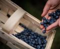 Bild: Sina Schuldt/dpa
Die Ernte bei Heidelbeeren beginnt Mitte Juni - späte Sorten lassen die Saison erst im August und September ausklingen.