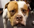 Symbolbild: Robert Schlesinger
Um einen American Bulldog geht es demnächst in einem Prozess in Weiden. Das Symbolfoto zeigt den Hund aber nicht mit der Fellzeichnung„Merle“. Sie ist sehr selten und stark nachgefragt.