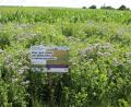 Bild: Dobmeier
Feldschilder mit QR-Code weisen auf das blühende Insektenparadies hin.