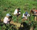 Bild: Becker/exb
Schnell hatten die Kinder einen Blick für die reifen Beeren.