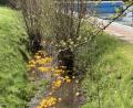 Bild: sre
Angesichts der Pandemiewaren die Enten heuer ohne Publikum auf ihrer Rennstrecke Etzelbach auf dem Freibadgelände unterwegs.