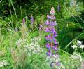 Bild: bsc
Mittlerweile hat sich die Vielblättrige Lupine auch im Naturpark Steinwald weit verbreitet. Naturschutzverbände und Naturpark-Ranger sehen das kritisch.