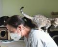 Bild: Gabi Schönberger
Wenn es um hilfsbedürftige Katzen geht, hat Manuela Fritsch ein breites Kreuz. Das testet hier gerade Katerchen Steppke aus.