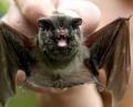 Bild: Stefan Thomas
Diese Aufnahme zeigt eine Mopsfledermaus, die heuer zur "Fledermaus des Jahres" gekürt wurde. Auch Tiere dieser Art sind in Weiding schon entdeckt worden.