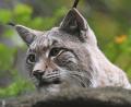 Symbolbild: Holger Hollemann/dpa
Ein im Bayerischen Wald tot aufgefundener Luchs ist wohl angeschossen und an einer Pfote verletzt worden.
