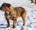Bild: privat
Seit der American Bulldog wieder in der Heimat ist, hat er schon wieder Nachkommen gezeugt.