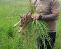Bild: exb
Der Hundeverein Hirschau unterstützt Jagdpächter bei einer Rehkitz-Rettung.