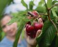 Bild: Klaus-Dietmar Gabbert/dpa
Zugreifen erlaubt: Kirschen sind ein idealer Snack für zwischendurch.