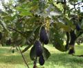 Symbolbild: Dalia Villegas Moreno/dpa
Löcher und braune Stellen an den Blättern – so ähnlich sieht auch der Avocado-Baum von Katrin Pasieka-Zapf aus.