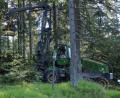 Bild: njn
Mit einem Harvester wurden die schadhaften Äste behutsam entfernt.