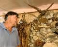 Bild: Eichl
Der Adler ist Bernd Donhausers wichtigstes Stück in seiner Sammlung, es ist eines seiner ersten Tiere. Ein Lieblingsstück hat der Museumsleiter jedoch nicht.
