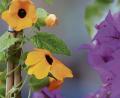 Bild: Karl-Josef Hildenbrand/dpa
Die Schwarzäugige Susanne (Thunbergia alata) hält nur ein Jahr, während Bougainvilleen (Bougainvillea) zu den Mehrjährigen gehören – im Topf aber im Winter rein müssen.