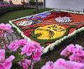 Bild: gri
Der Blumenteppich in Freudenberg.