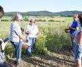 Bild: wku
Markusine Guthjahr erklärt die verschiedenen Heilkräuter auf einer Wiese bei Döttenreuth