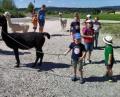 Archivbild: ld
Groß war die Begeisterung der Kinder im vergangenen Jahr für das Angebot im Ferienprogramm: die Alpaka-Wanderung, organisiert von der Theatergruppe Brand. Auch heuer steht die Veranstaltung schon fest im Kalender.