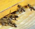 Bild: Wolfgang Kumm/dpa
Live-Übertragungen aus dem Bienenstock wird es im kommenden Schuljahr an der Pestalozzischule in Sulzbach-Rosenberg geben.