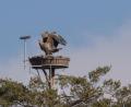 Bild: Carsten Rhode/exb
So wie für die Fischadler im Hessenreuther Wald soll es auch für die Störche im Gemeindegebiet Nisthilfen geben.