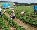 Bild: eib
Gäste aus Köln, die ein paar Tage im Schönseer Land verbringen, haben das Erdbeerfeld entdeckt und pflücken für den Kuchen am Nachmittag. Herbert und Daniela Hirn mit Sohn Florian (alle stehend) zeigen auf die Stauden mit den reifen Früchten..