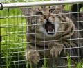 Symbolbild: Carsten Rehder/dpa
Die herrenlosen Katzen müssen erst mal eingefangen werden. Nach der Kastration werden sie wieder freigelassen.