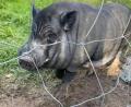 Bild: jba
Hängebauchschwein Edgar. Hoffentlich hält der Zaun.