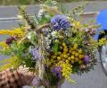 Archivbild:  Petra Hartl
Traditionell werden noch heute im Vorfeld von Mariä Himmelfahrt in der katholischen Kirche eine bestimmte Anzahl an ausgewählten Heilkräutern sowie Getreideähren und wohlriechende Blumen in Gärten, an Wegrändern, Wiesen und Feldern gesammelt, zu Büschel gebunden und am Hochfest in den Messen in den Kirchen geweiht. Die Zusammenstellung der Kräuterbuschen variiert von Ort zu Ort ein wenig.