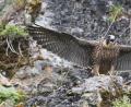 Bild: Johannes Wolf
Ein junger Wanderfalke beim Abflug im Flembachtal.