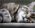 Symbolbild: Martin Gerten/dpa
Über Katzen gibt es viele Behauptungen.