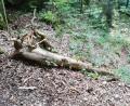 Bild: Bergwacht Amberg/exb
Teile eines morschen Baums sind im Hirschbachtal über einen Fels hinabgestürzt und haben eine Gruppe Kletterer nur knapp verfehlt. Die Kletterwand ist nun vorerst gesperrt.