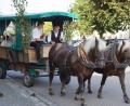 Bild: mmj
Von Schönsee aus ziehen Pferdegespanne zum Festgottesdienst am Kalvarienberg.