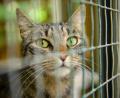 Symbolbild: Klaus-Dietmar Gabbert/dpa
So wie diese Katze sind die vier verwahrlosten Tiere aus der Schwandorfer Wohnung jetzt im Tierheim wohl besser aufgehoben.