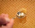 Symbolbild: Friso Gentsch/dpa
In Waben lagern Bienen ihren Honig. Die Imker bedienen sich dann an diesem Vorrat. Heuer allerdings müssen Tier und Mensch mit weniger Ernte auskommen.