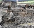 Bild: gz
Derzeit beleben mehrere Frischlinge den Wildpark.